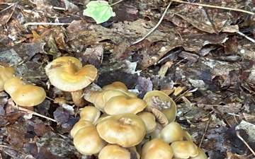 Fort Drum Safety Office cautions against picking wild mushrooms on post
