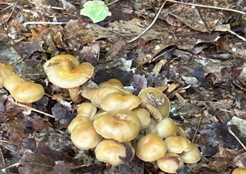 Fort Drum Safety Office cautions against picking wild mushrooms on post