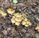 Fort Drum Safety Office cautions against picking wild mushrooms on post
