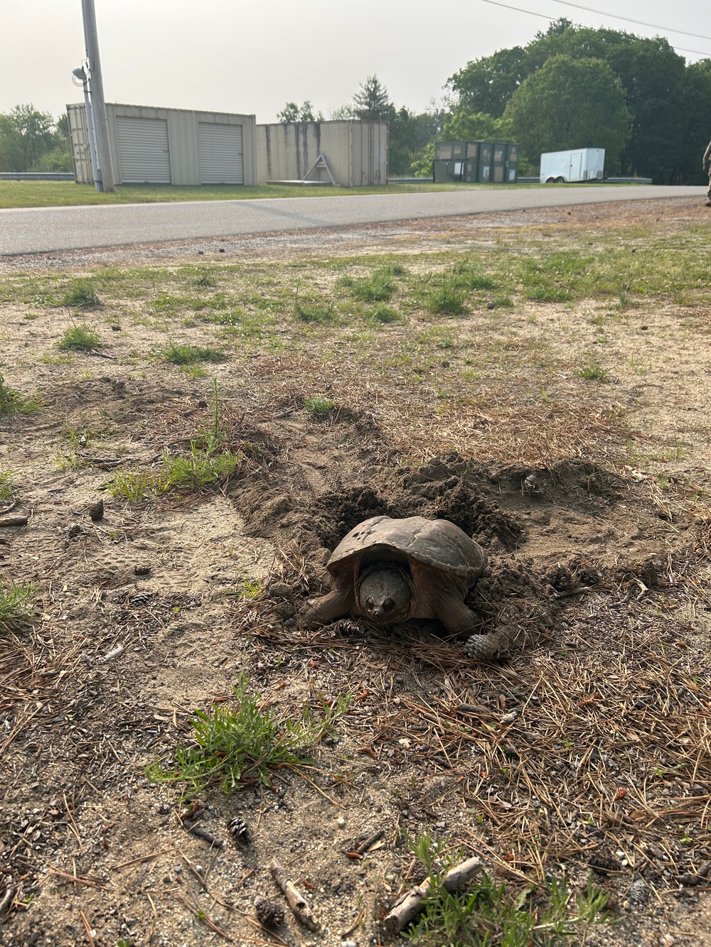 Watch for turtles!
