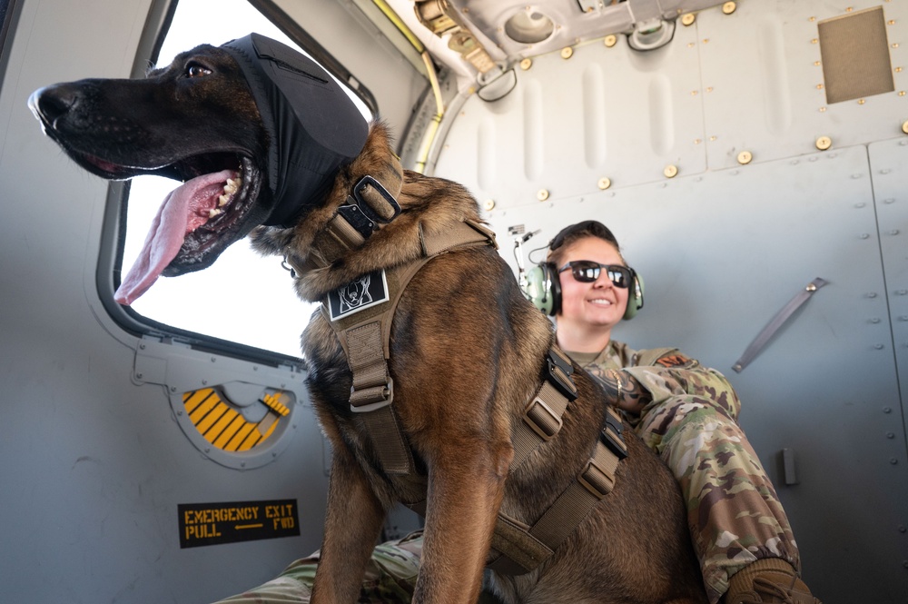 Chopper Dogs