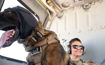 Chopper Dogs