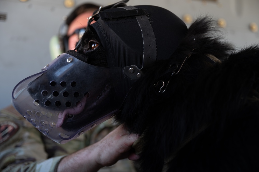 Chopper Dogs