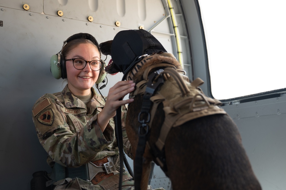 Chopper Dogs