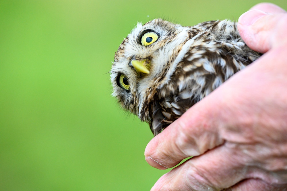 Birds of Prey Banding at USAG Benelux