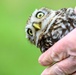 Birds of Prey Banding at USAG Benelux