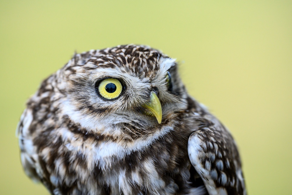 Birds of Prey Banding at USAG Benelux