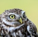 Birds of Prey Banding at USAG Benelux