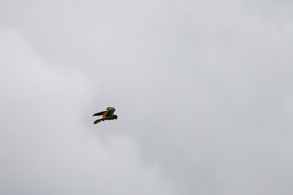Birds of Prey Banding at USAG Benelux