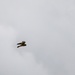Birds of Prey Banding at USAG Benelux