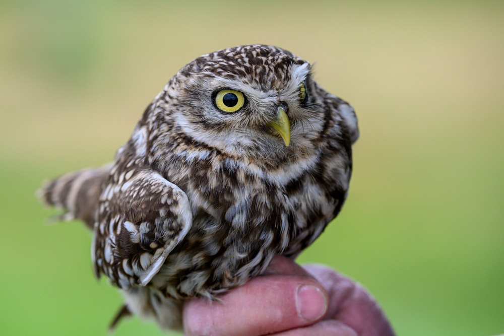 Birds of Prey Banding at USAG Benelux