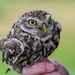 Birds of Prey Banding at USAG Benelux