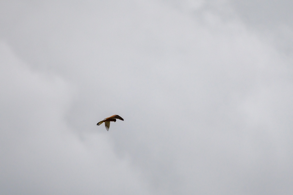 Birds of Prey Banding at USAG Benelux