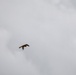 Birds of Prey Banding at USAG Benelux