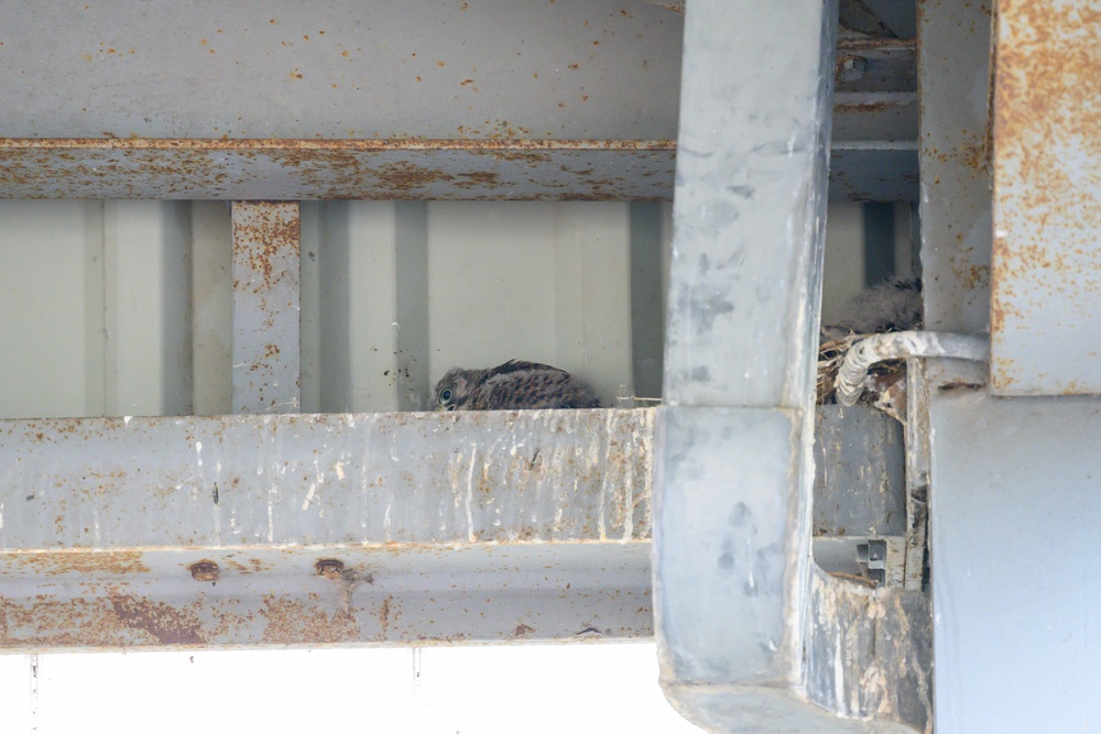 Birds of Prey Banding at USAG Benelux