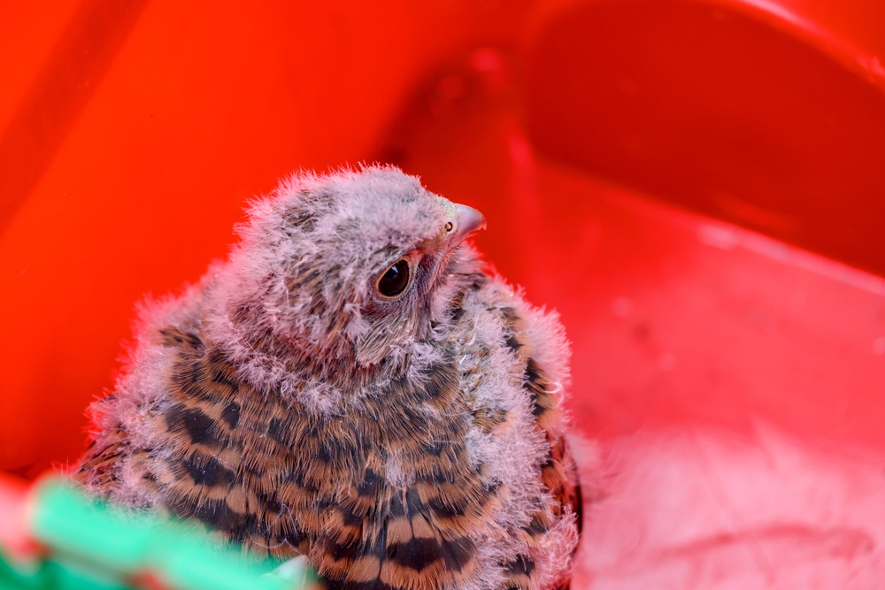 Birds of Prey Banding at USAG Benelux