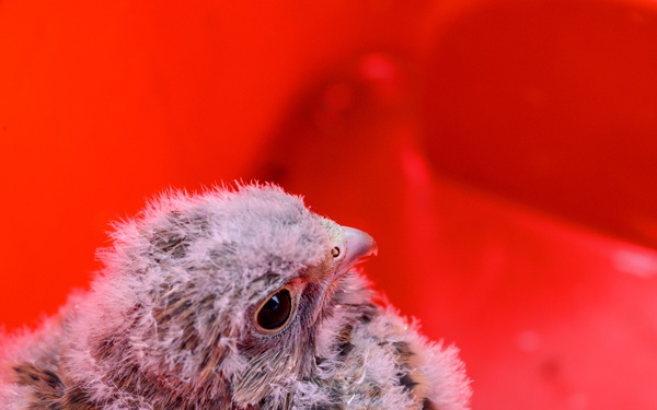 Birds of Prey Banding at USAG Benelux