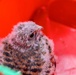 Birds of Prey Banding at USAG Benelux