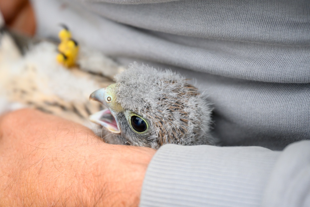 Birds of Prey Banding at USAG Benelux