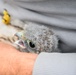 Birds of Prey Banding at USAG Benelux