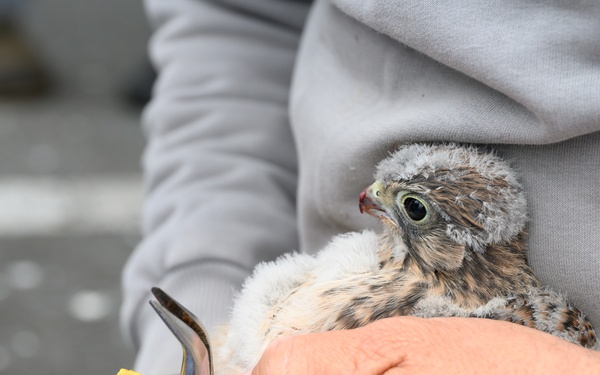 Birds of Prey Banding at USAG Benelux