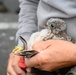 Birds of Prey Banding at USAG Benelux