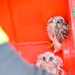 Birds of Prey Banding at USAG Benelux