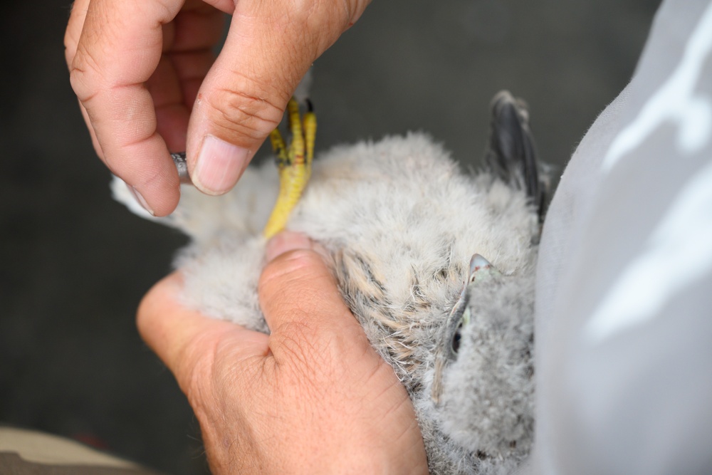 Birds of Prey Banding at USAG Benelux