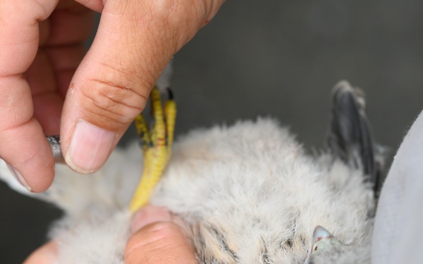 Birds of Prey Banding at USAG Benelux