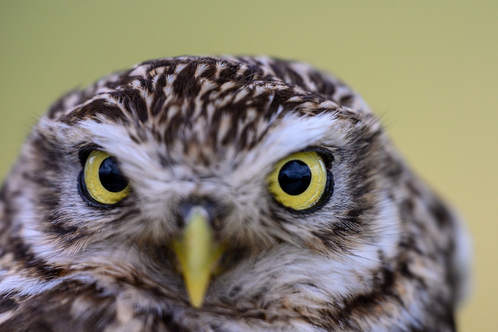 Birds of Prey Banding at USAG Benelux