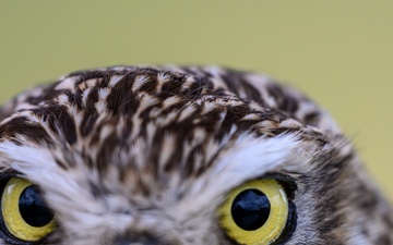 Birds of Prey Banding at USAG Benelux