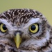 Birds of Prey Banding at USAG Benelux