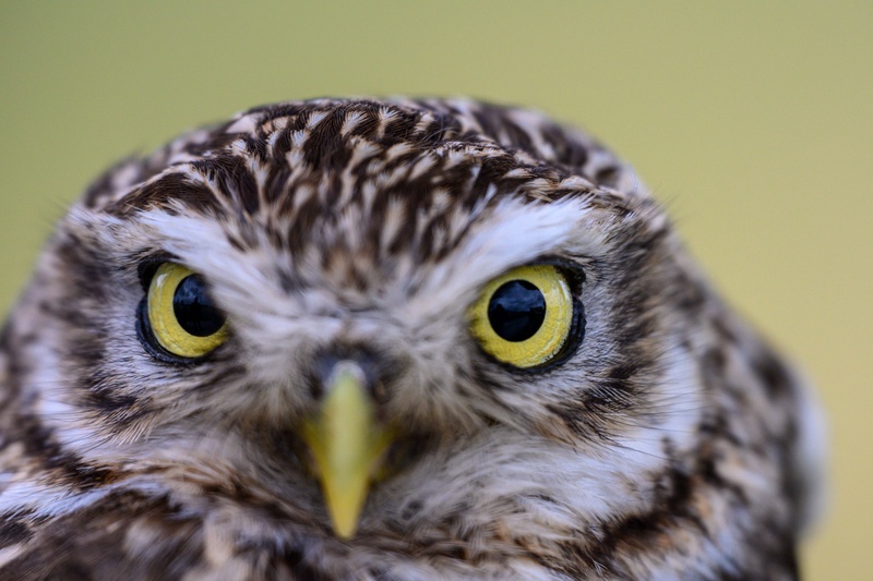 Birds of Prey Banding at USAG Benelux