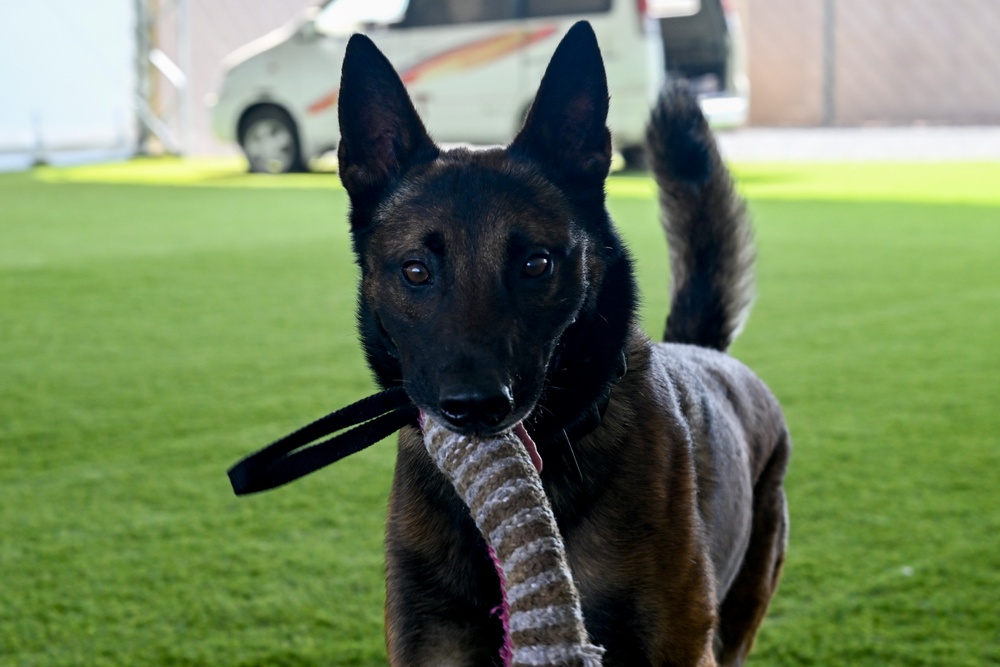 Loyal guardians: Military working dogs enhance CJTF-HOA security capabilities