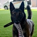 Loyal guardians: Military working dogs enhance CJTF-HOA security capabilities