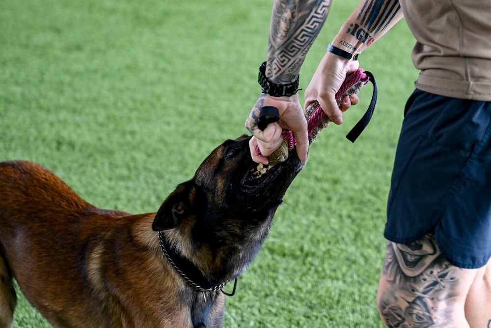 Loyal guardians: Military working dogs enhance CJTF-HOA security capabilities