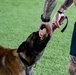 Loyal guardians: Military working dogs enhance CJTF-HOA security capabilities