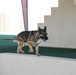 Creech AFB Dog Demo for FTEC