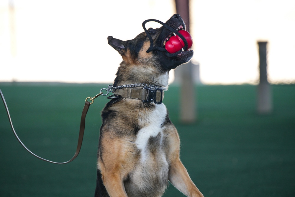 Creech AFB Dog Demo for FTEC
