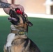 Creech AFB Dog Demo for FTEC
