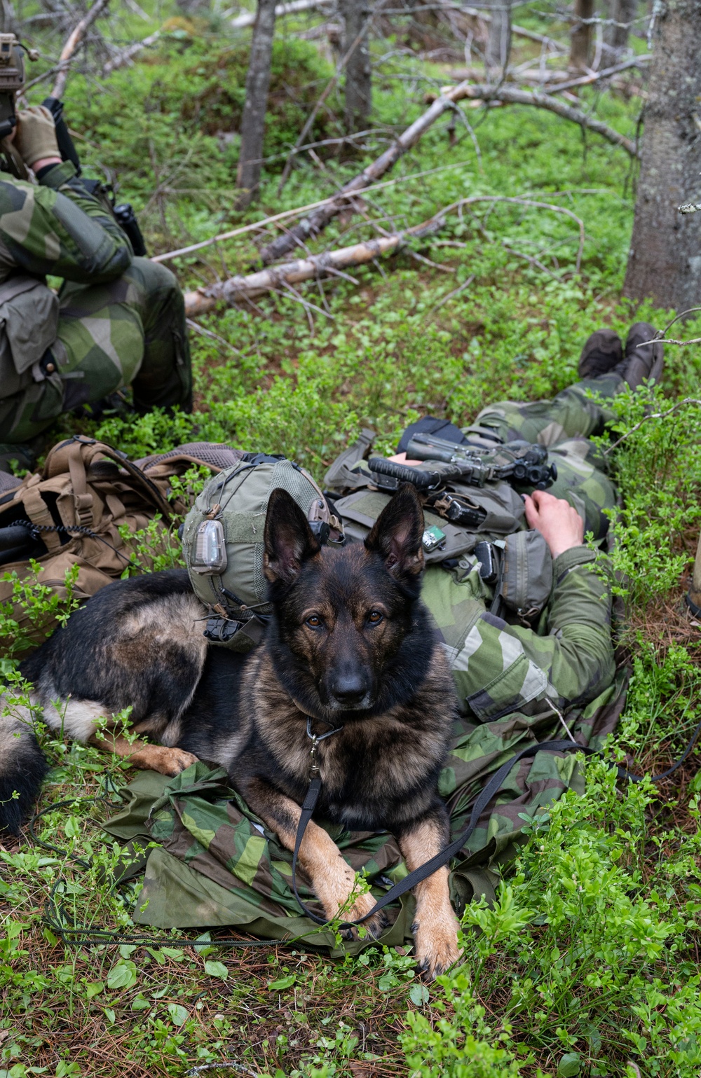 U.S. and Sweden partner for land navigation exercise