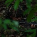 Salaknib 25 Final Assault