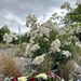C-47 Memorial Garden
