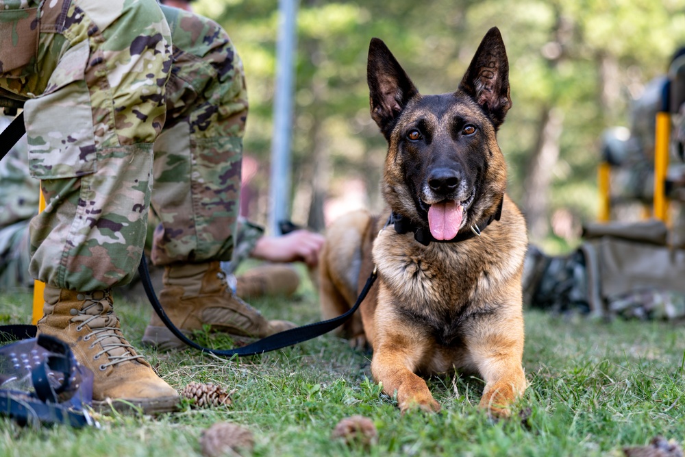 K9 Basic Medical Class