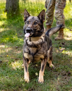 K9s in Croatia [Image 13 of 13]