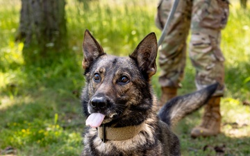 K9s in Croatia