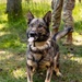 K9s in Croatia