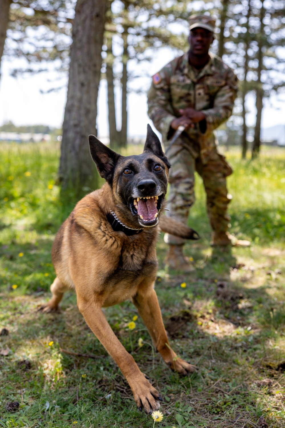 K9s in Croatia