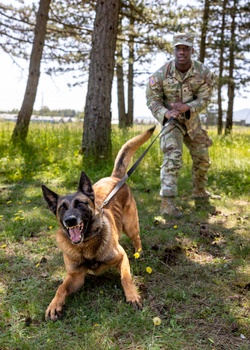 K9s in Croatia [Image 4 of 6]
