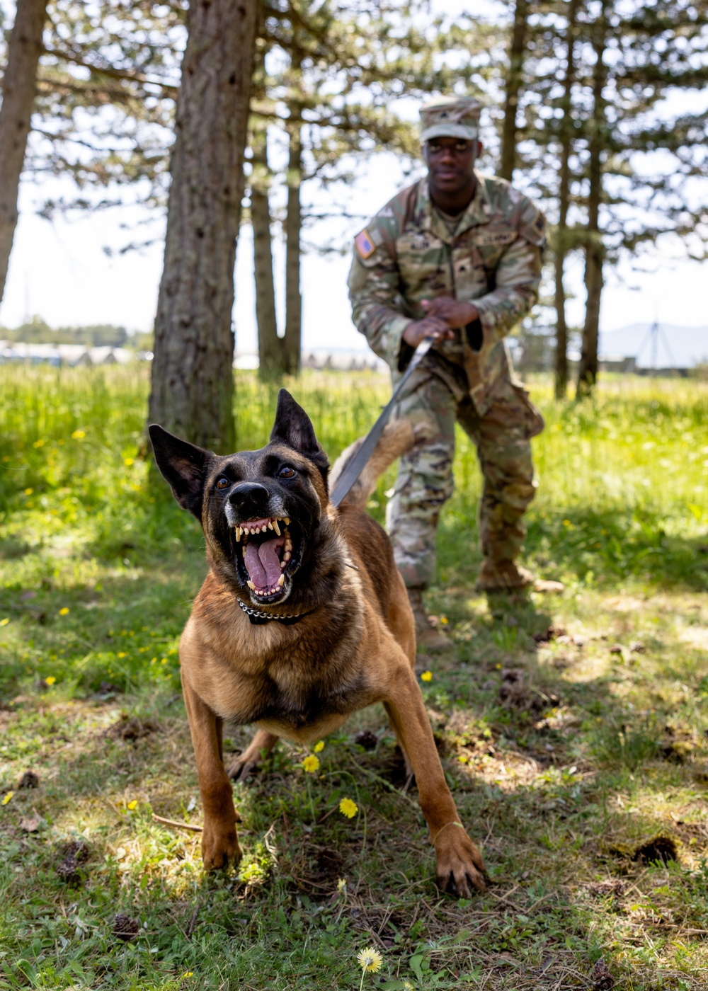 K9s in Croatia
